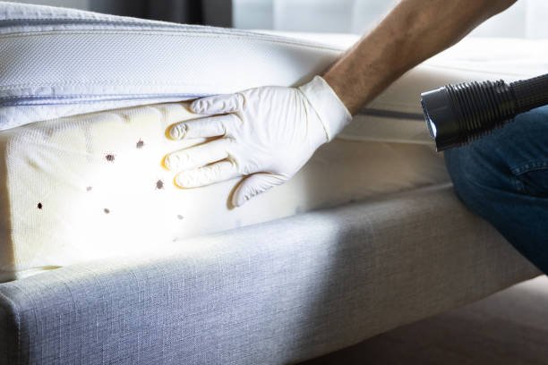 Best Cockroach Control Services  in Florence, AZ
