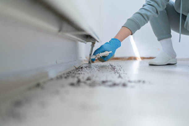 Best Mosquito Control Services  in Florence, AZ